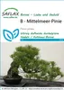 SAFLAX - Středomořská borovice - Pinus pinea - 6 Semena Náhled obrázku produktu 6