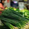 Lauchzwiebeln Tonda musona Samen - Allium cepa - Produktbild-Vorschau 3
