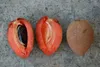 Mamey sapote (Pouteria sapota) – 1 nasiono Podgląd zdjęcia produktu 3
