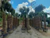 PALME TRACHYCARPUS FORTUNEI HÖHE 350CM WINTERHART –19 °C  Produktbild-Vorschau 3