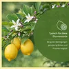 Meine Orangerie Zitronenbaum Mezzo - echte Zitrone - Produktbild-Vorschau 3