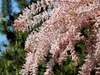 Kleinblütige Tamariske, 20-30 cm, Cont. 2,5 l Produktbild-Vorschau 4