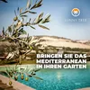 Sunny Tree - Olivenbaum Olea Europea - winterharter Produktbild-Vorschau 3