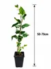 Zwerg-Maulbeere 'Mojo Berry' 50–70 cm – Morus rotundiloba, Produktbild-Vorschau 5