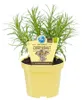 Currykraut- Helichrysum angustifolia - Kräuterpflanze im Produktbild-Vorschau 1