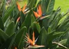 SAFLAX Kultivační sada - květ rajky (reginae) - Strelitzia Náhled obrázku produktu 6