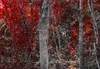 Wandbild Mega XXXL Landschaft 250x125 cm Einteiliger Produktbild-Vorschau 9