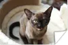 MuchoWow® Poster Niedliche kleine burmesische Katze im Korb Produktbild-Vorschau 1