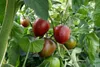 Salattomate Paul Robson kräftig aromatisch Produktbild-Vorschau 3