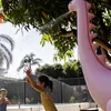 Sunnylife Wassersprinkler DINO- INTO THE WILD pink | 200cm Produktbild-Vorschau 3
