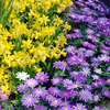 Mischung aus 100 - 6 Monate alten Blumen - Farbmischung - Produktbild-Vorschau 7