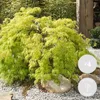 Bloomique - 4er Set - Acer Going Green - Japanischer Ahorn Produktbild-Vorschau 2