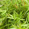 Zahradní bambus  - Fargesia murieliae 'Simba'  | 50-60 cm v Náhled obrázku produktu 2