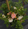 Kletterose Ghislaine de Feligonde ® - Rosa Ghislaine de Produktbild-Vorschau 4