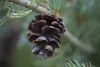 Pinus parviflora 'Glauca', Japanische Kiefer, blau-grün, Produktbild-Vorschau 5