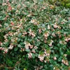 Vaccinium vitis-idaea, Preiselbeere, immergrün, ca. 9x9 cm Produktbild-Vorschau 9