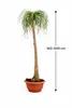 Elefantenfuß 160–200 cm (Beaucarnea recurvata) – Produktbild-Vorschau 5
