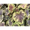 Heuchera / Heucherella "Solar Eclipse" - Purpurglöckchen Produktbild-Vorschau 2