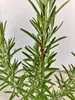Lot de 4 plants de romarin (Rosmarinus officinalis) – Voir les images du produit 4
