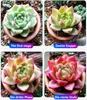 A collage of four images showing the growth stages of a succulent plant, with text labels in English and German. Anteprima dell’immagine prodotto