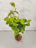 Cornouiller du Japon 'Chinensis' (Cornus kousa Voir les images du produit 2