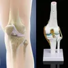 Anatomický model kostry, model kolenního kloubu, výukové Náhled obrázku produktu 8