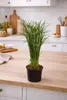 Cyperus Jela 50 cm Cyprysowa palma wodna - dekoracyjna Podgląd zdjęcia produktu 4