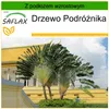 SAFLAX - Drzewo Podróżnika - 8 Nasiona - Z podłożem Podgląd zdjęcia produktu 10
