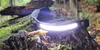 A headlamp is placed on a moss-covered tree stump in a forest. Náhled obrázku produktu