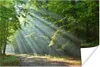 MuchoWow® Poster Frühling - Wald - Baum 60x40 cm - Produktbild-Vorschau 1