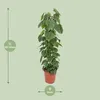 Philodendron Scandens - 110-120cm - Ø24cm - Pianta Anteprima dell’immagine prodotto 2