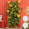 Bloomique - Lot de 2 - Campsis radicans 'Flava' - Bignone Voir les images du produit 2