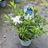 Gardenia jasminoides Fool Proof  – gardénia | 25–30 cm v Náhľad obrázku produktu 2