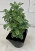 Weinraute Jackman's Blue - Ruta graveolens cv. Jackmans Produktbild-Vorschau 1