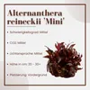 Aquarium Pflanze Alternanthera reineckii 'Mini' Tropica Produktbild-Vorschau 2