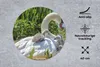 MuchoWow® Mauspad Mousepad Schwan - Wasser - Quelle 40x40 Produktbild-Vorschau 2
