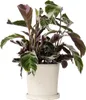 Korbmarante - Calathea Lietzei 'White Fusion' - Höhe Produktbild-Vorschau 7