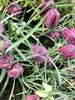 6 x Fritillaria meleagris – Kaiserkronen - Topf 9x9 cm Produktbild-Vorschau 4