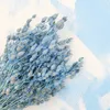 Aufgeblasenes Leimkraut - (Silene) - Blau Produktbild-Vorschau 2