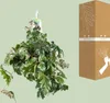 Cissus Rhombifolia Ellen Danica - Ø17Cm - ↕70Cm Podgląd zdjęcia produktu 6