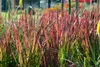 Imperata cylindrica 'Red Baron', Japanisches Blutgras, ca. Produktbild-Vorschau 13