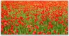 Acrylglasbilder 120x60 Wandbild Druck Mohnblumen Natur Produktbild-Vorschau 1