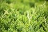 Juniperus procumbens 'Nana', Kriech-Wacholder, 20–25 cm Produktbild-Vorschau 9