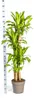 Dracaena Fragrans Massangeana - 170-190cm - Ø30cm - Produktbild-Vorschau 5