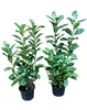 100 Prunus Rotundifolia, Höhe 60-80 cm, Produktbild-Vorschau 1