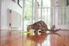 LickiMat Buddy likmat voor honden, kleur: roze, afmetingen: Productafbeelding-voorbeeld 14