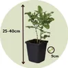Bleiwurz - 3 Stk - Plumbago auriculata - Höhe 25-40cm - Produktbild-Vorschau 2
