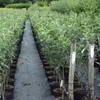 Apfelbaum `Pinova´ - Halbstamm, 160-180cm im 10L-Topf Produktbild-Vorschau 3