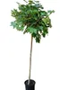 Acer platanoides Globosum, Kugelahorn, Ahorn Hochstamm, Produktbild-Vorschau 1