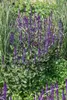 Salvia nemorosa 'Caradonna', Steppensalbei, fioletowy, ok. Podgląd zdjęcia produktu 7